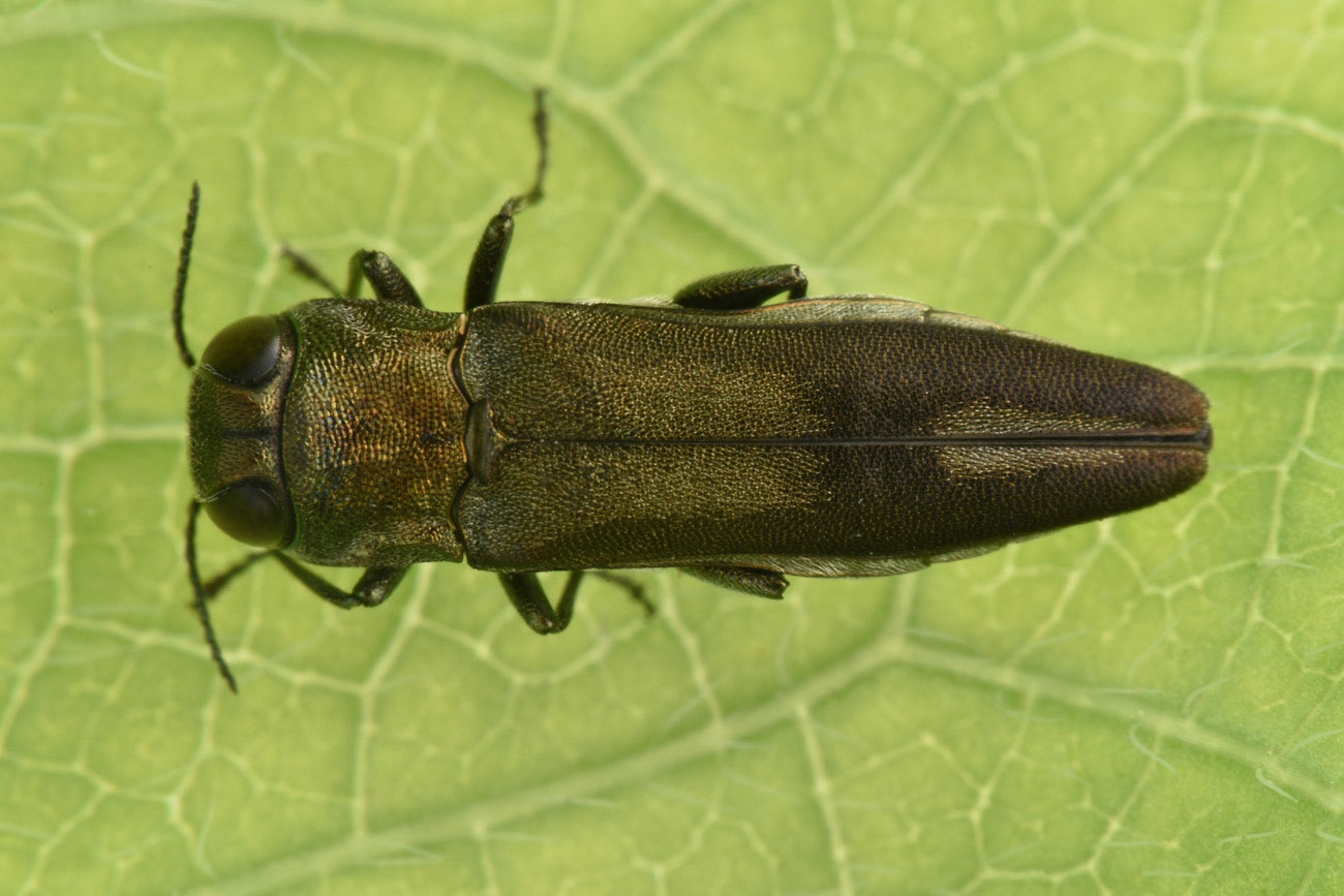 Buprestidae:  Agrilus derasofasciatus (cfr.)